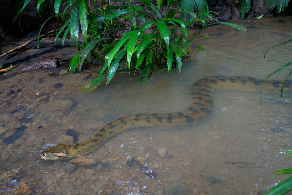 Eunectes akayima