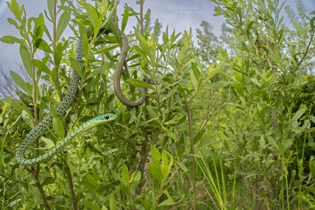 Philothamnus semivariegatus