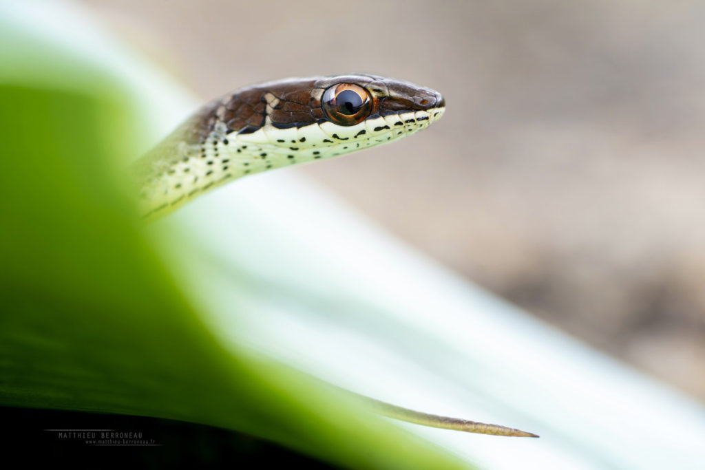 Psammophis orientalis