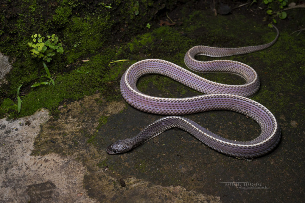 Limaformosa capensis