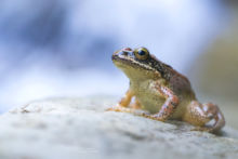 Pyrenean Frog - Grenouille des Pyrénées, France