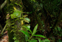 Pastaza Marsupial Frog, Ecuador