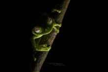 Pastaza Marsupial Frog, Ecuador