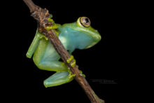 Barbour's Tree Frog, Tanzania