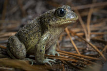 Western Spadefoot Toad - Pélobate cultripède, France