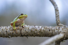 Stripeless Tree Frog - Rainette méridionale, France