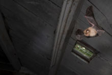 Rhinolophus hipposideros, Lesser Horseshoe Bat, Petit rhinolophe