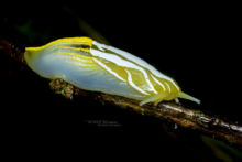 Unknow slug, Tanzania