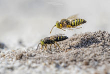 Bembix rostrata, Bembex à Rostre