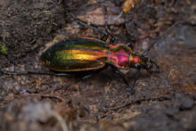 Carabus splendens, Carabe splendide