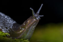 Arion ater, Great Black Slug, Loche noire