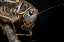 Decticus albifrons, White-faced Bush-cricket, Dectique à front blanc