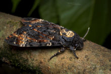 Acherontia atropos Sphinx Tête de Mort Death's Head Hawkmoth