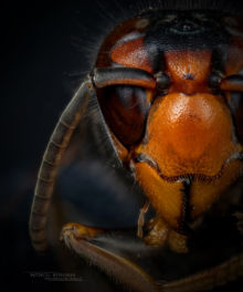 Frelon asiatique, Asian hornet,Vespa velutina