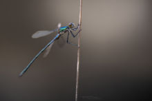 Lestes virens, Leste commun