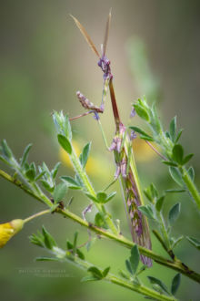 Empusa pennata, Empuse pennée, diablotin, Mantis palo, Empuse commune, Matthieu Berroneau