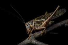 Decticus albifrons, White-faced Bush-cricket, Dectique à front blanc