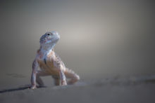 Phrynocephalus mystaceus, Turan toad headed agama, Iran, Matthieu Berroneau