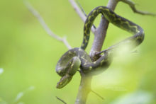 Mt Rungwe bush viper, Tanzania