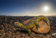 Moroccan Spiny-tailed Lizard, Morocco