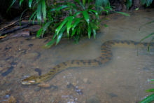 Green Anaconda - Anaconda vert, Ecuador