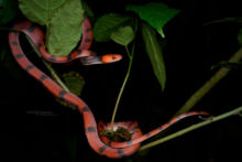 Tropical Flat Snake - Siphlophide à tête orangée, Ecuador