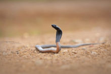 Black-necked Spitting Cobra - Cobra cracheur noir, Tanzania