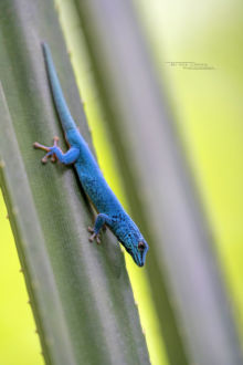Williams' Dwarf Gecko, Tanzania