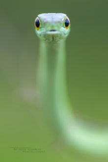 Western Green Snake, Tanzania