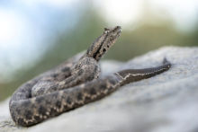 black-tailed horned pitviper, Mexican Black-tailed Pit Viper, Mixcoatlus melanurus, Mexique, Mexico, Matthieu Berroneau