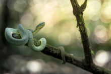 Vrai jacquot - Green Jararaca, Ecuador