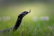 Natrix helvetica, Couleuvre astréptophore, Iberian grass snake, Matthieu Berroneau, France, noire, mélanique, black