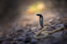 Naja haje legionis, Cobra égyptien, Egyptian cobra, Morocco, Maroc, Desert, sable, Matthieu Berroneau