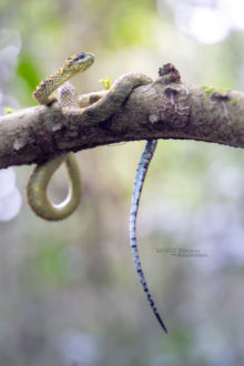 Atheris hispida, Uganda, Rough-scaled Bush Viper, Dragon, Matthieu Berroneau