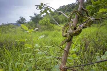 Atheris rungweensis