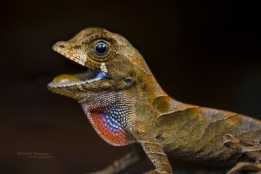 Anolis scypheus