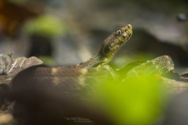 Bothrops atrox