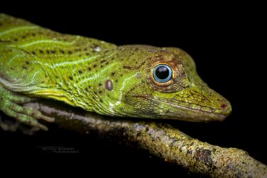 Anolis transversalis