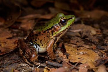 Lithobates palmipes