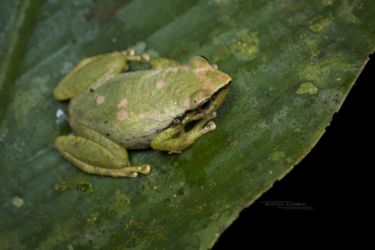 Pristimantis omeviridis