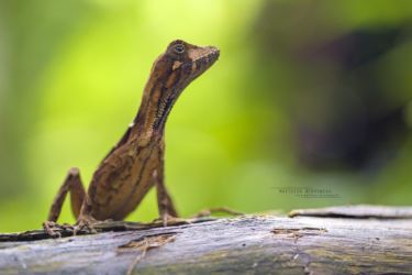 Anolis scypheus