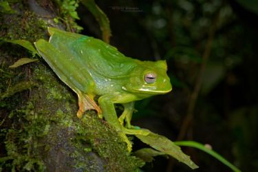 Gastrotheca longipes