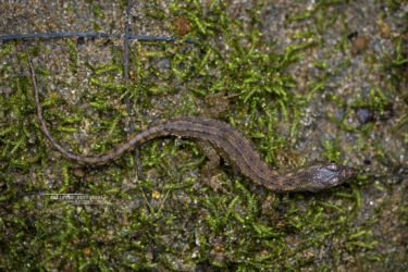 Potamites ecpleopus