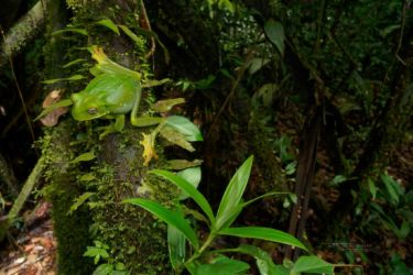 Gastrotheca longipes