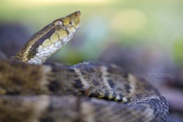 Bothrops atrox