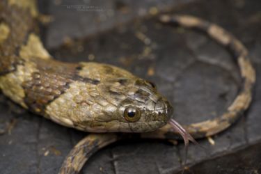 Helicops angulatus