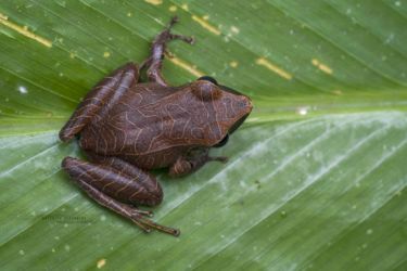 Pristimantis conspicillatus