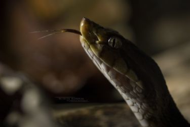 Bothrops atrox