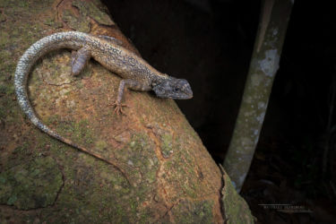 Agama kirkii