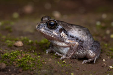 Arthroleptis stenodactylus